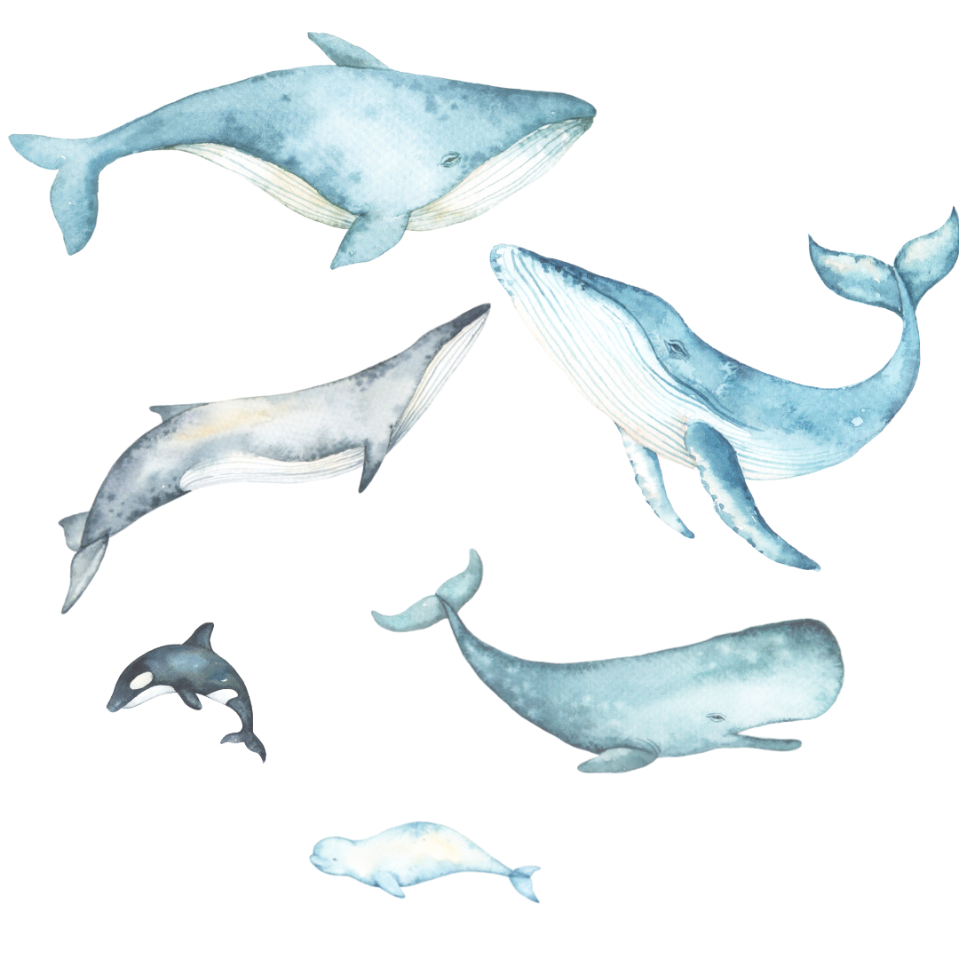 Whales Wall Decals