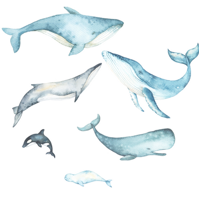 Whales Wall Decals